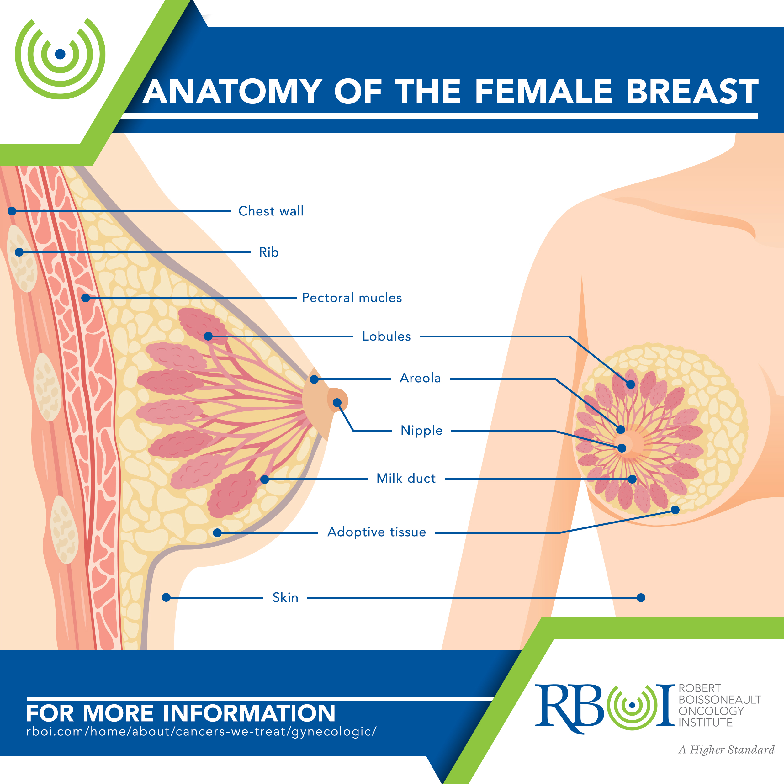 Breast – Robert Boissoneault Oncology Institute